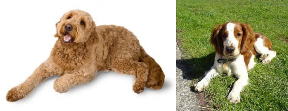 Welsh Springer Spaniel vs Golden Doodle - Breed Comparison