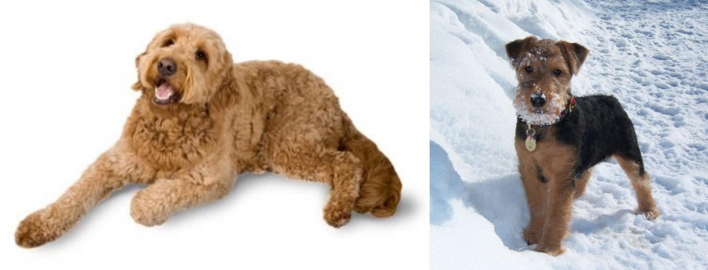 Welsh Terrier vs Golden Doodle - Breed Comparison
