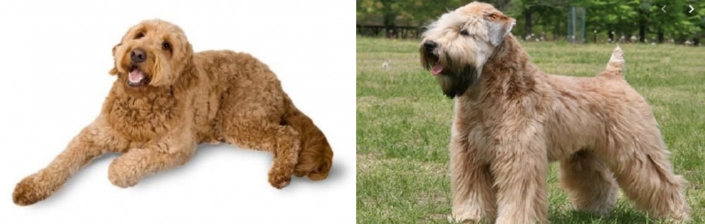 Wheaten Terrier vs Golden Doodle - Breed Comparison