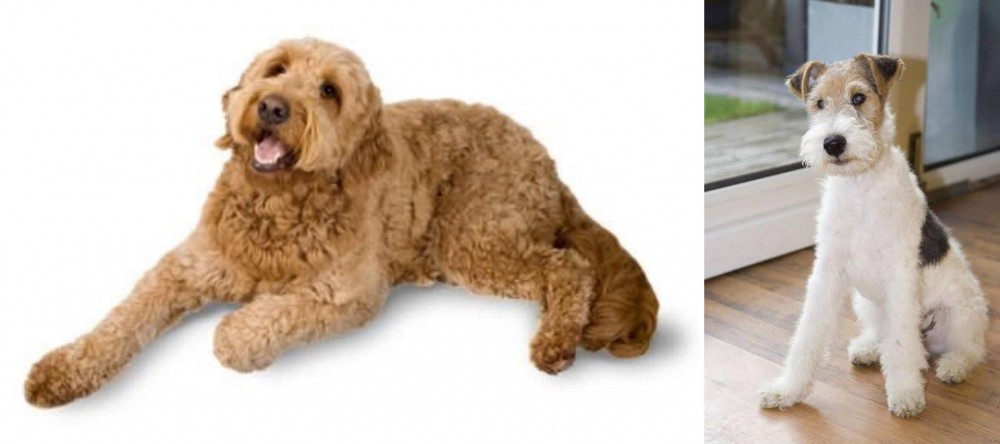 Wire Fox Terrier vs Golden Doodle - Breed Comparison