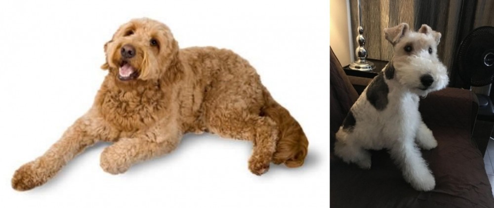 Wire Haired Fox Terrier vs Golden Doodle - Breed Comparison