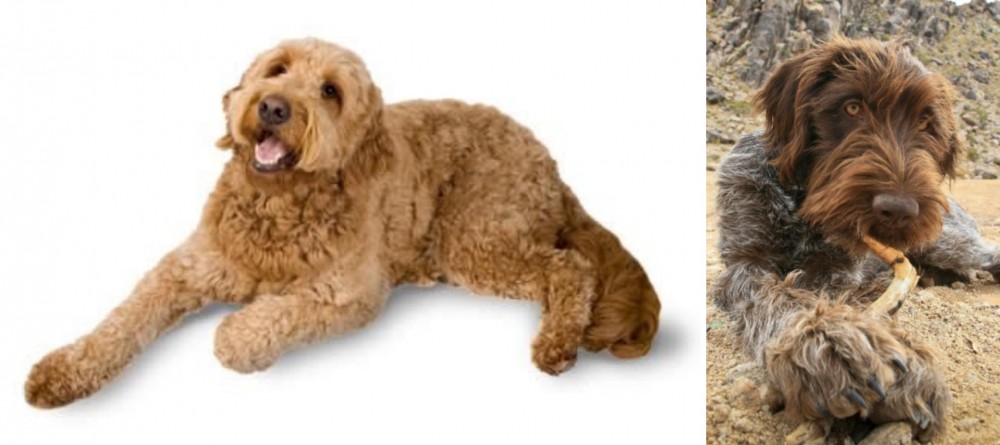 Wirehaired Pointing Griffon vs Golden Doodle - Breed Comparison