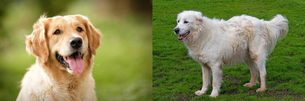 Abruzzenhund vs Golden Retriever - Breed Comparison