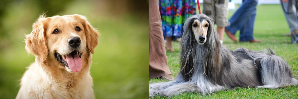 Afghan Hound vs Golden Retriever - Breed Comparison