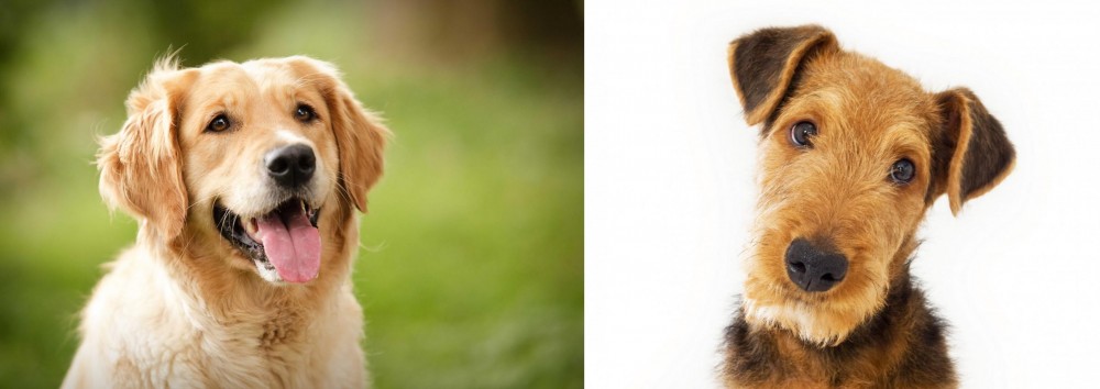 Airedale Terrier vs Golden Retriever - Breed Comparison