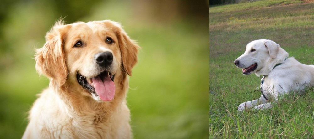 Akbash Dog vs Golden Retriever - Breed Comparison