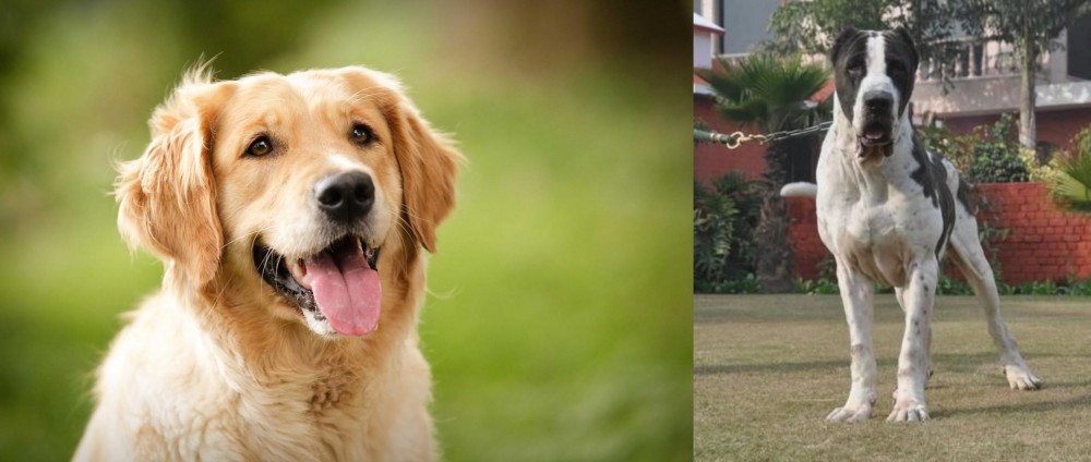 Alangu Mastiff vs Golden Retriever - Breed Comparison