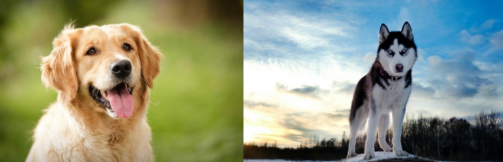 Alaskan Husky vs Golden Retriever - Breed Comparison