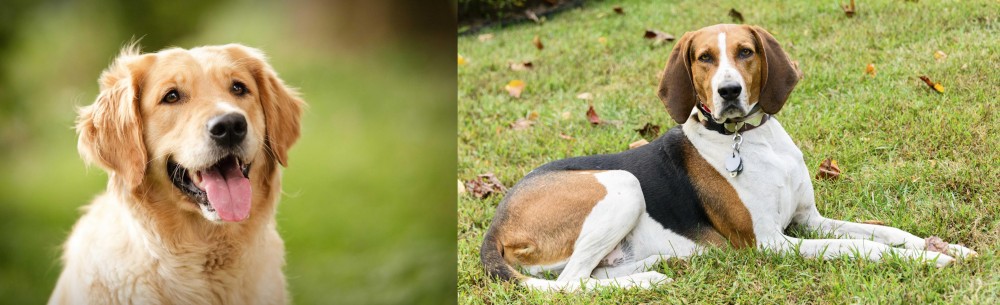 American English Coonhound vs Golden Retriever - Breed Comparison