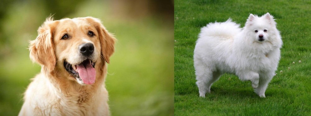 American Eskimo Dog vs Golden Retriever - Breed Comparison