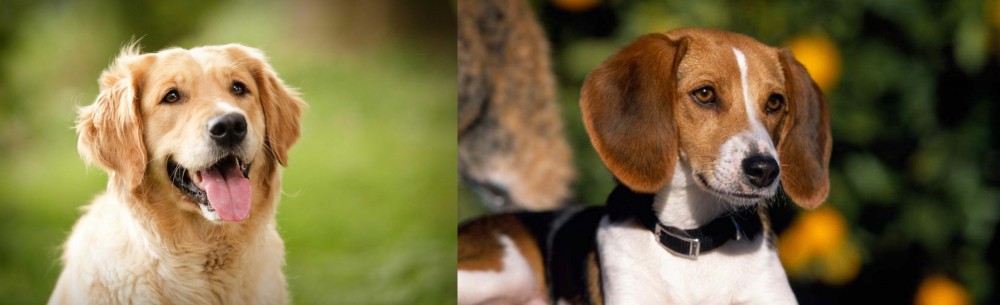 American Foxhound vs Golden Retriever - Breed Comparison
