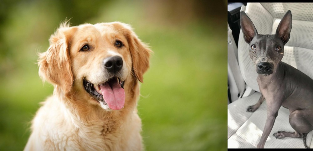 American Hairless Terrier vs Golden Retriever - Breed Comparison