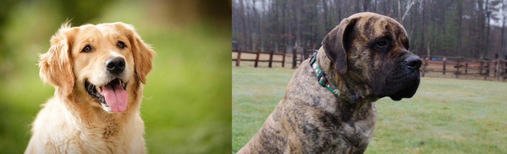 American Mastiff vs Golden Retriever - Breed Comparison