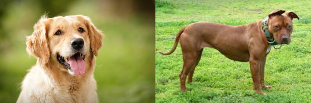 American Pit Bull Terrier vs Golden Retriever - Breed Comparison