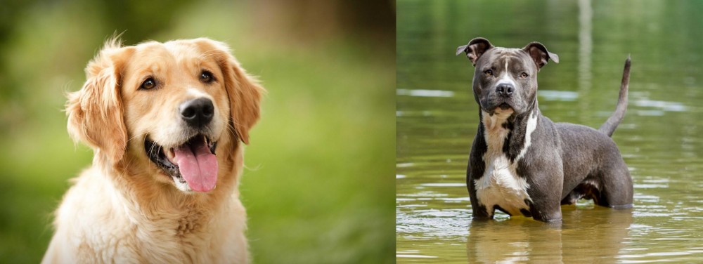 American Staffordshire Terrier vs Golden Retriever - Breed Comparison