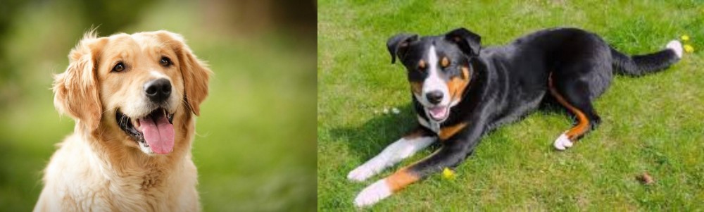 Appenzell Mountain Dog vs Golden Retriever - Breed Comparison