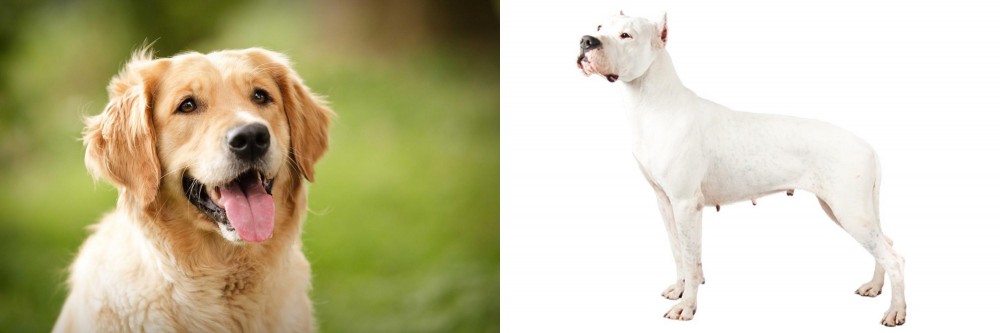 Argentine Dogo vs Golden Retriever - Breed Comparison