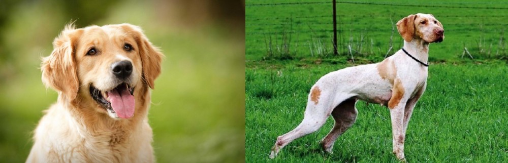 Ariege Pointer vs Golden Retriever - Breed Comparison