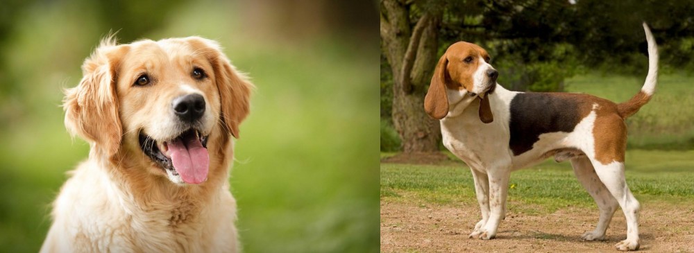 Artois Hound vs Golden Retriever - Breed Comparison