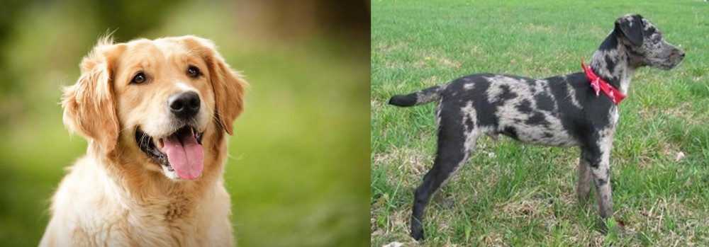 Atlas Terrier vs Golden Retriever - Breed Comparison