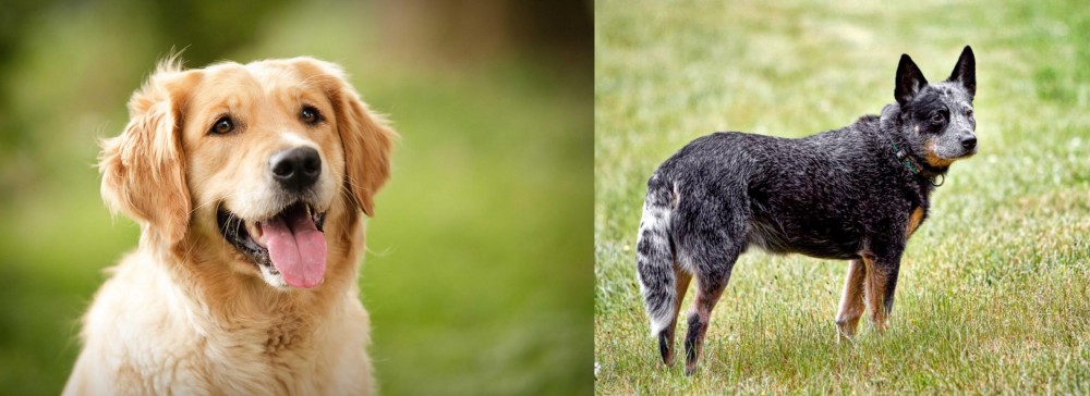 Austrailian Blue Heeler vs Golden Retriever - Breed Comparison