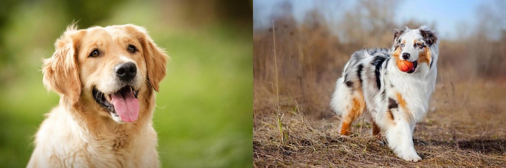 Australian Shepherd vs Golden Retriever - Breed Comparison