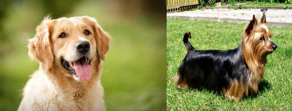 Australian Silky Terrier vs Golden Retriever - Breed Comparison