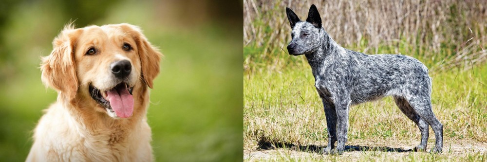Australian Stumpy Tail Cattle Dog vs Golden Retriever - Breed Comparison