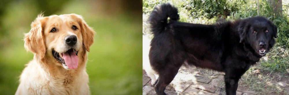 Bakharwal Dog vs Golden Retriever - Breed Comparison
