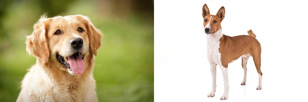 Basenji vs Golden Retriever - Breed Comparison