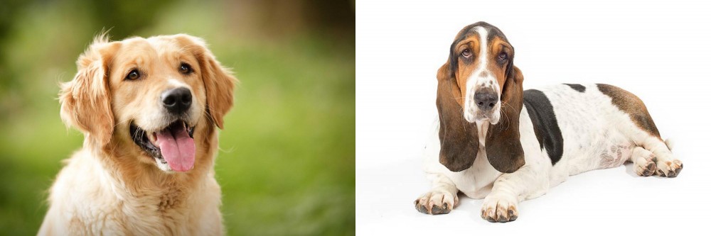 Basset Hound vs Golden Retriever - Breed Comparison