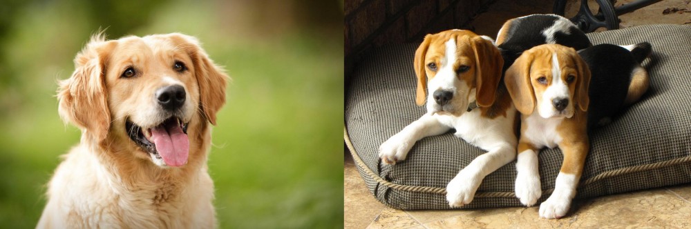 Beagle vs Golden Retriever - Breed Comparison