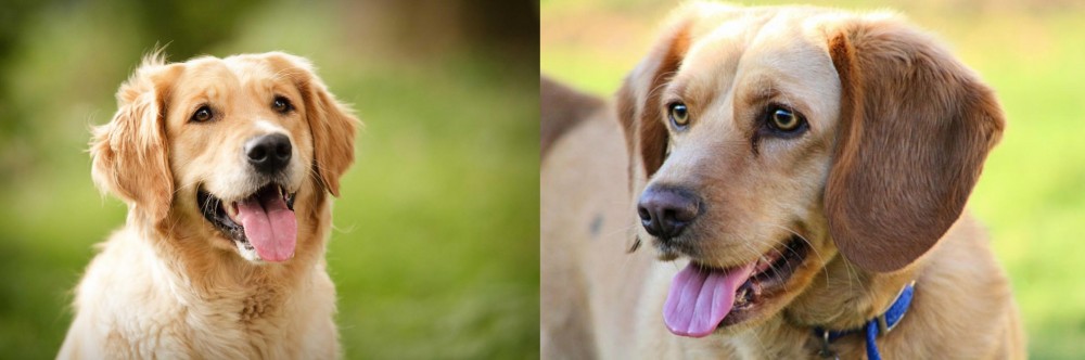 Beago vs Golden Retriever - Breed Comparison