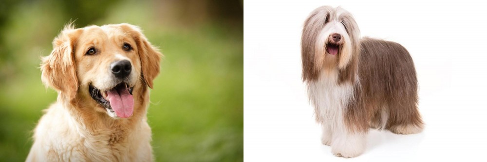 Bearded Collie vs Golden Retriever - Breed Comparison