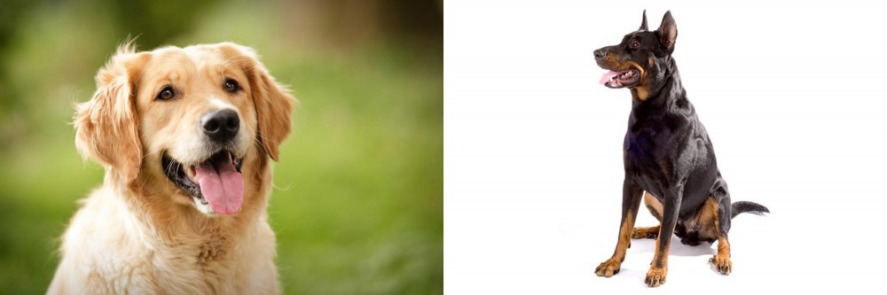Beauceron vs Golden Retriever - Breed Comparison