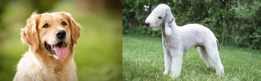 Bedlington Terrier vs Golden Retriever - Breed Comparison