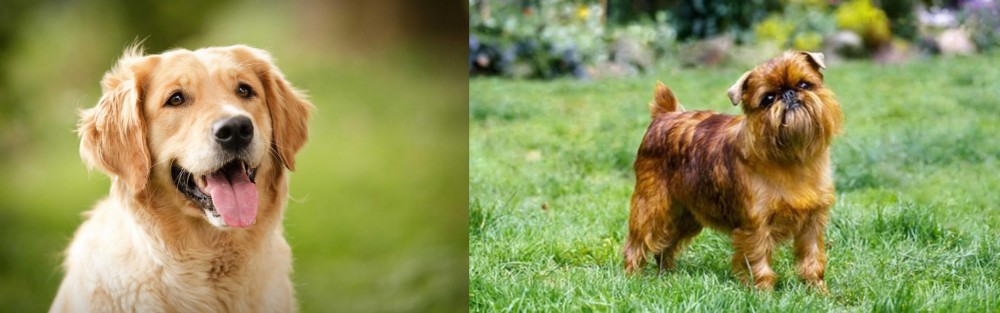 Belgian Griffon vs Golden Retriever - Breed Comparison
