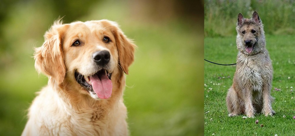 Belgian Shepherd Dog (Laekenois) vs Golden Retriever - Breed Comparison