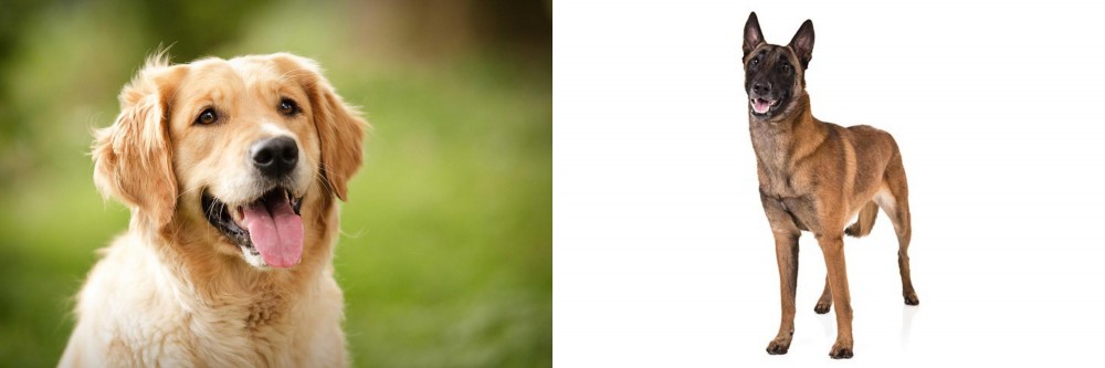 Belgian Shepherd Dog (Malinois) vs Golden Retriever - Breed Comparison