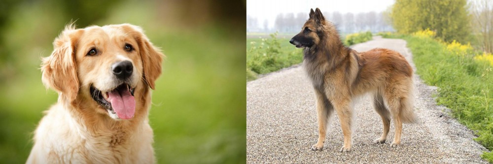 Belgian Shepherd Dog (Tervuren) vs Golden Retriever - Breed Comparison