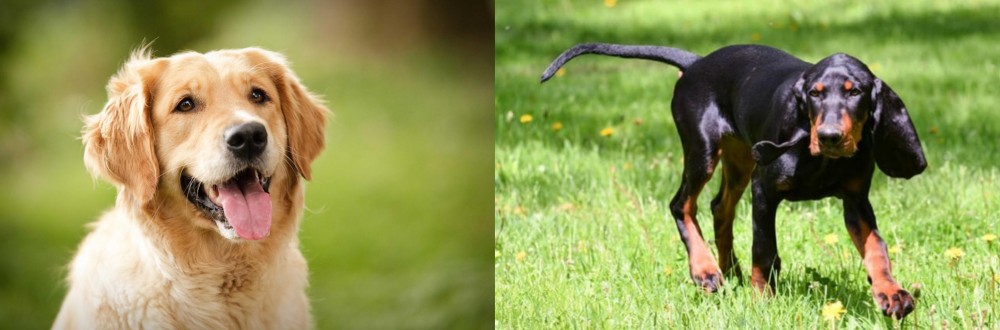 Black and Tan Coonhound vs Golden Retriever - Breed Comparison