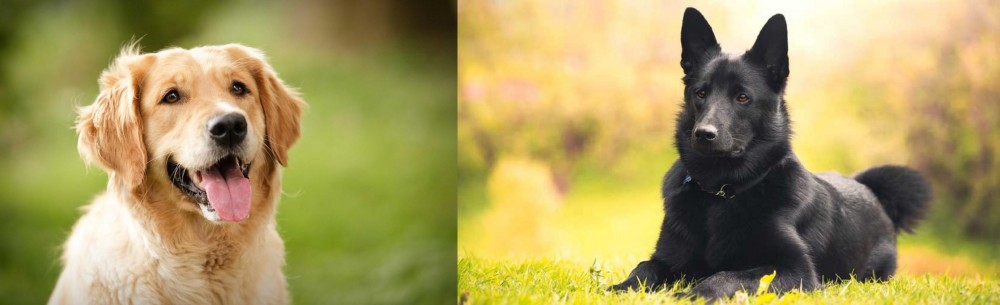 Black Norwegian Elkhound vs Golden Retriever - Breed Comparison