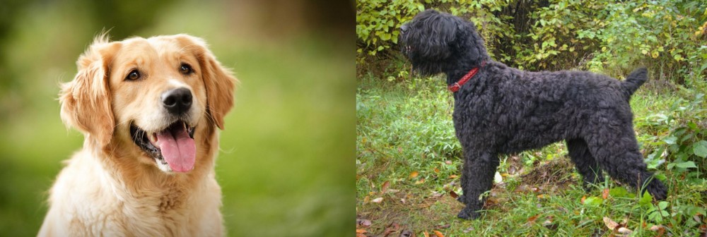 Black Russian Terrier vs Golden Retriever - Breed Comparison