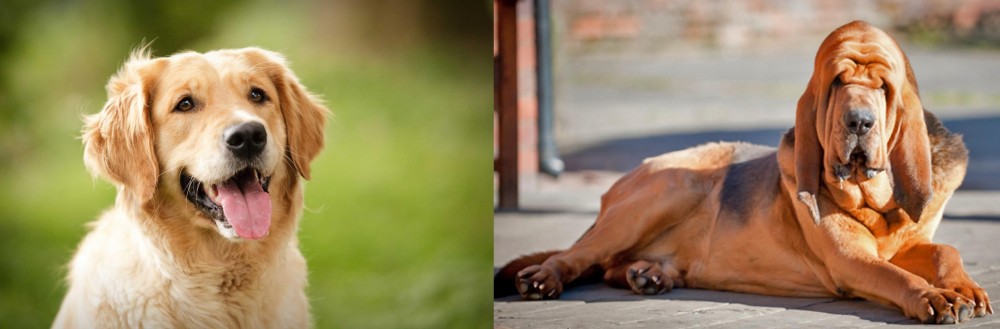 Bloodhound vs Golden Retriever - Breed Comparison