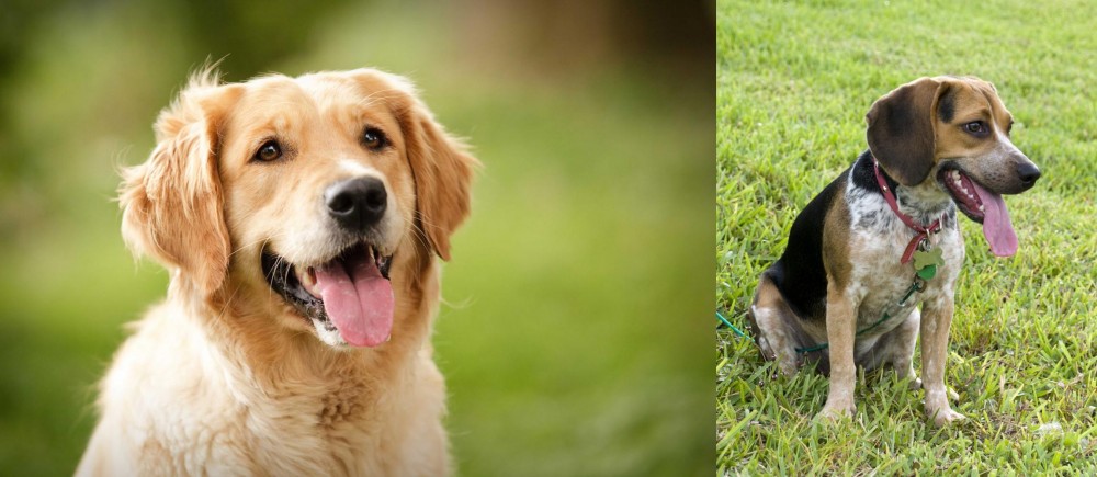 Bluetick Beagle vs Golden Retriever - Breed Comparison