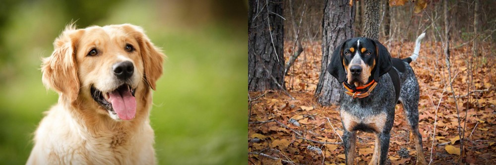 Bluetick Coonhound vs Golden Retriever - Breed Comparison