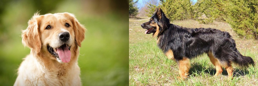 Bohemian Shepherd vs Golden Retriever - Breed Comparison