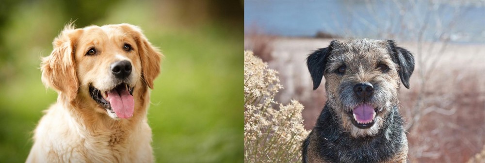 Border Terrier vs Golden Retriever - Breed Comparison