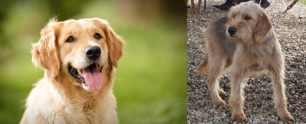 Bosnian Coarse-Haired Hound vs Golden Retriever - Breed Comparison
