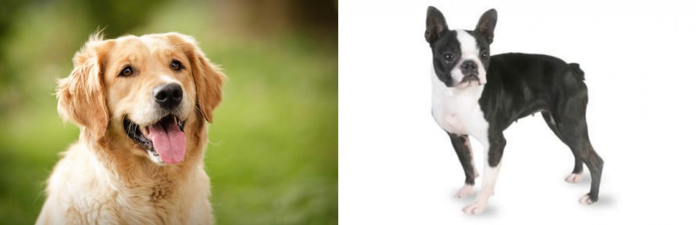 Boston Terrier vs Golden Retriever - Breed Comparison